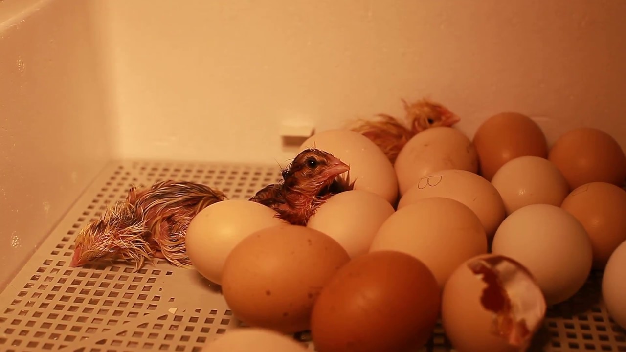 Если треснуло инкубационное яйцо – как спасти цыпленка?