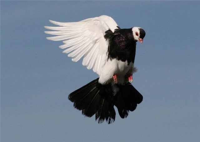 Голуби турманы: почему этих голубей могут разводить лишь опытные специалисты