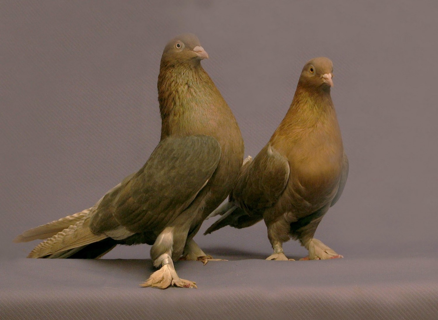 Крупные породы домашних и диких голубей, их происхождение и особенности
