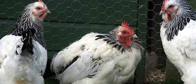 Суссекс порода кур – описание, фото и видео
