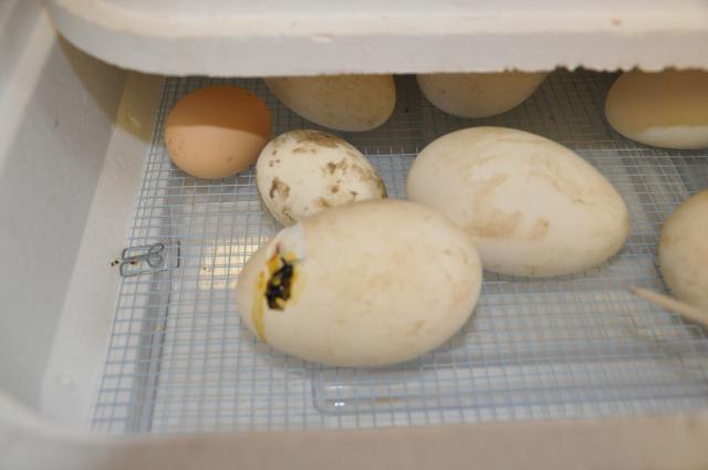 Как правильно закладывать гусиные яйца в инкубатор и когда появятся гусята