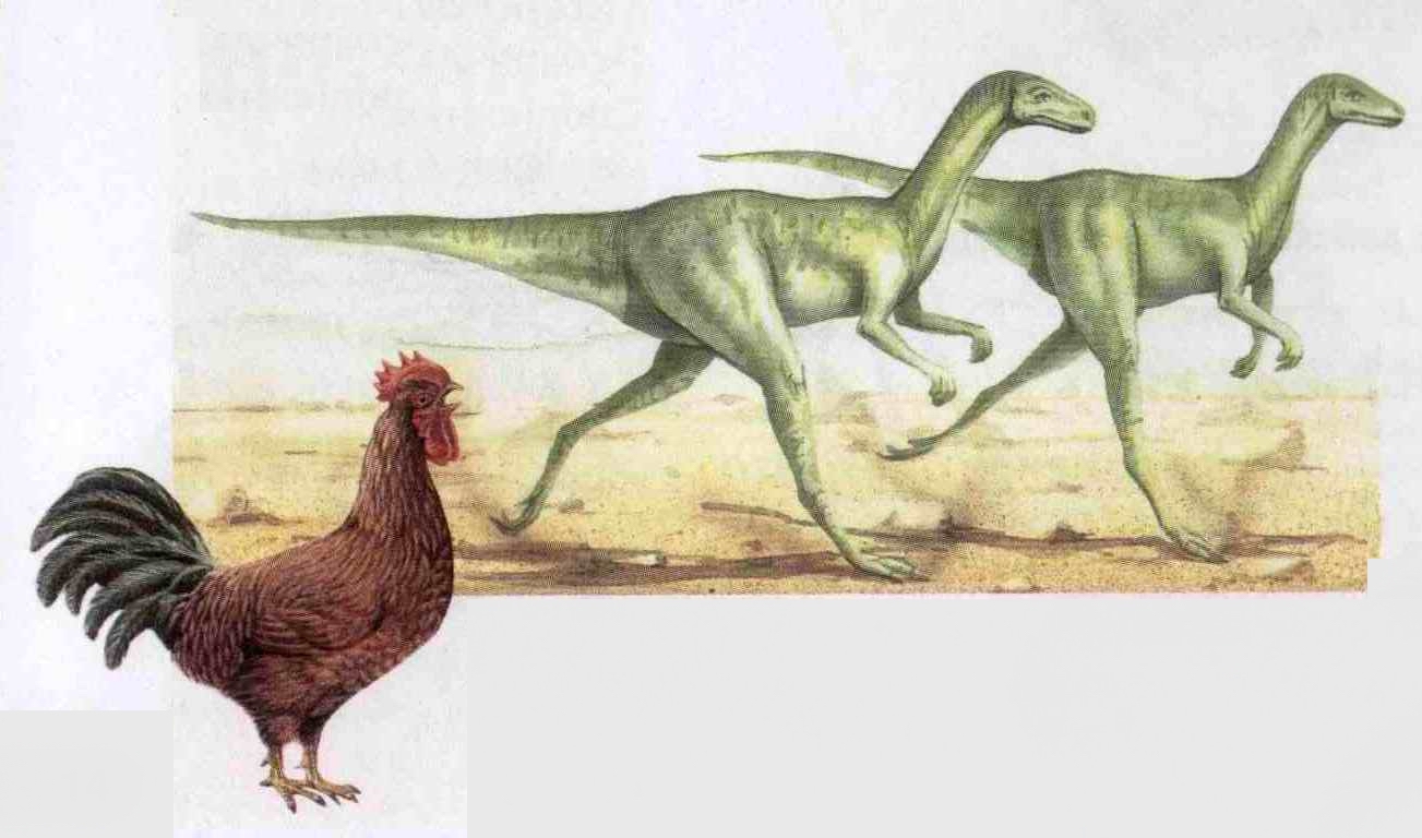 Ближайший родственник динозавра. Маленькие динозавры. Предок курицы. Курица динозавр. Предки кур динозавры.