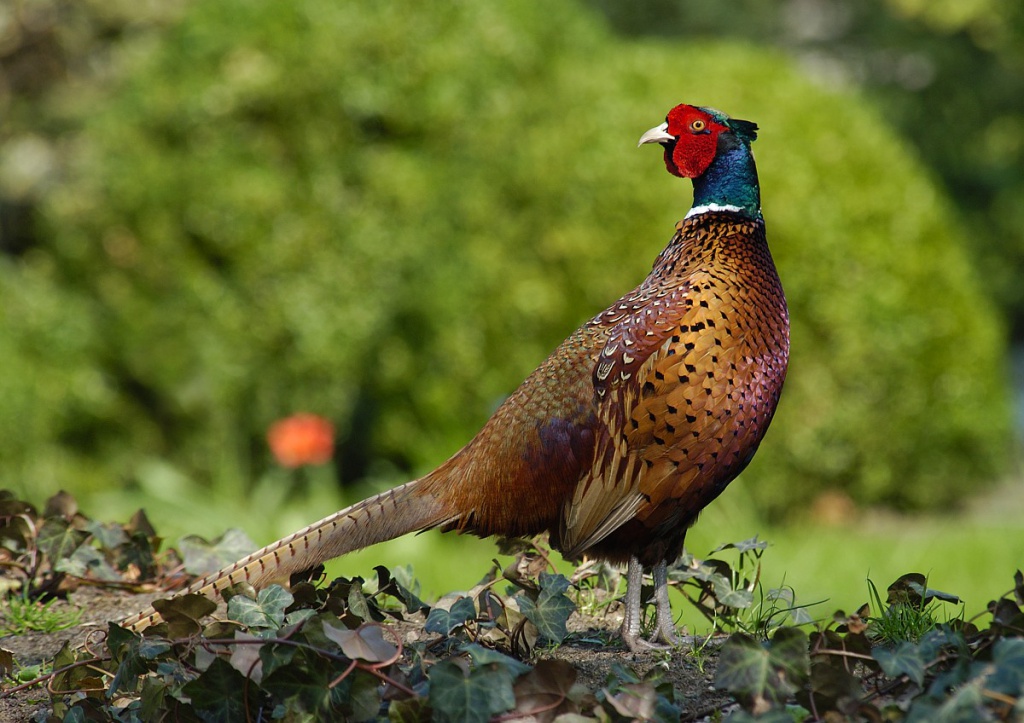 Непальские фазаны – декоративные качества, особенности содержания в домашних условиях