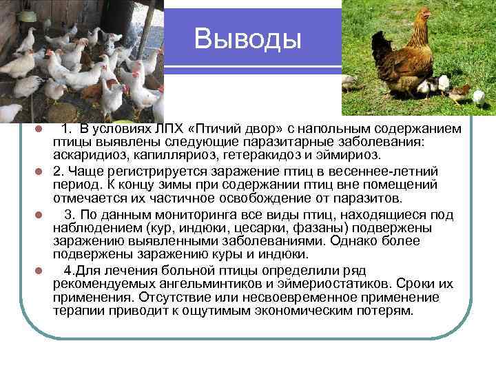Санитарно-ветеринарные требования содержания птицы в частных крестьянских хозяйствах
