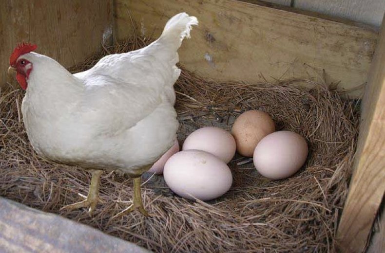 Кубанские гуси – описание породы, характеристики яичной и мясной продуктивности