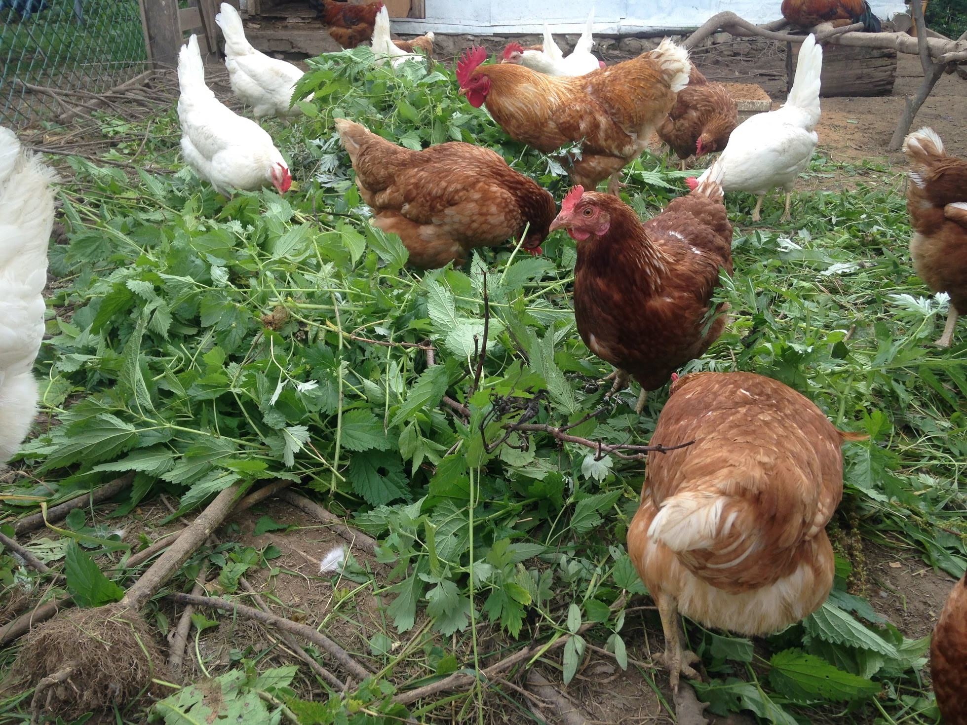 Трава мокрица в кормлении цыплят и кур