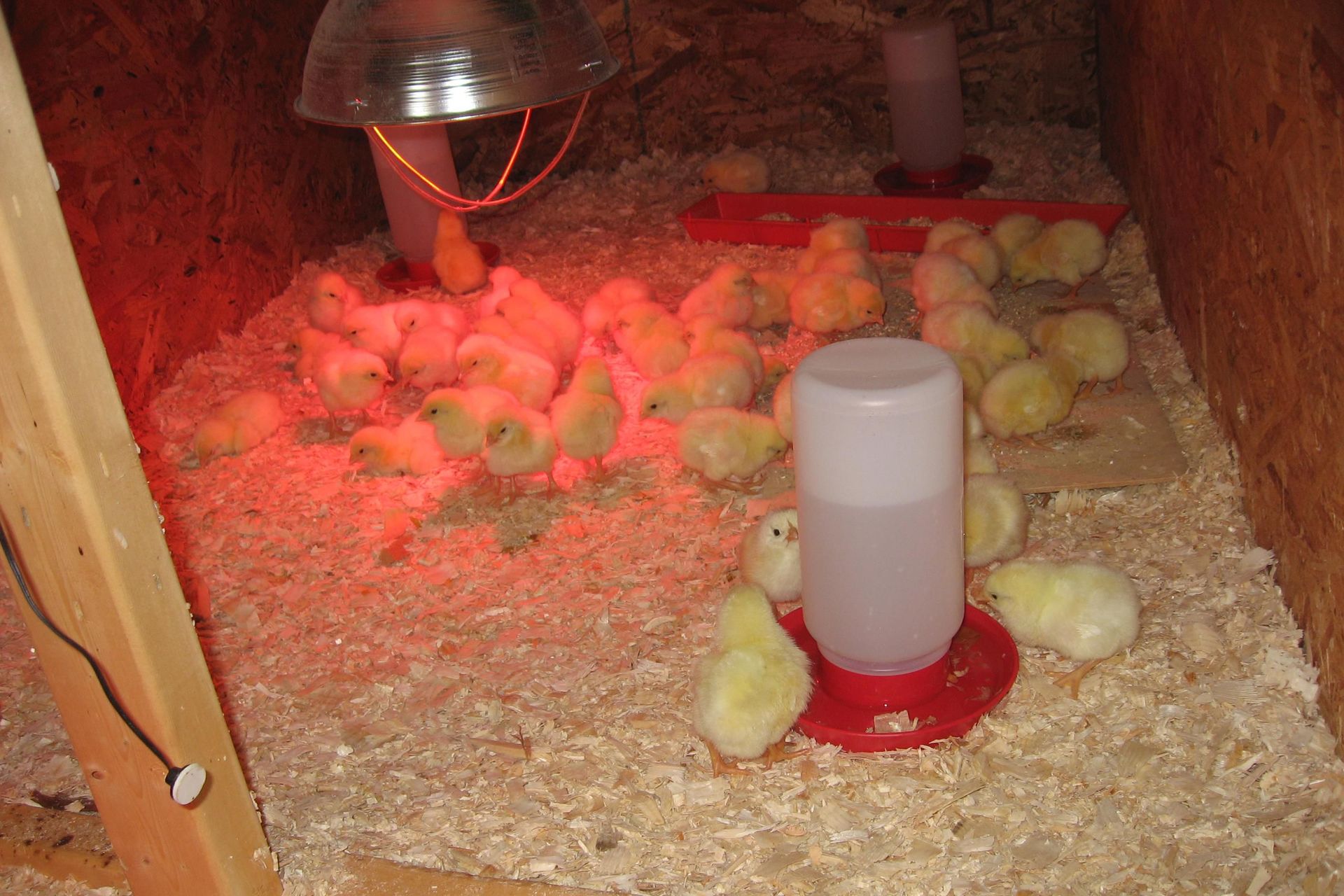 Как вырастить цыплят в домашних условиях с нуля