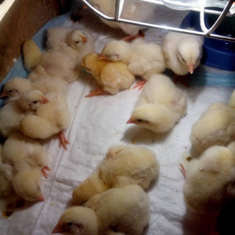 Как вырастить цыплят в домашних условиях с нуля