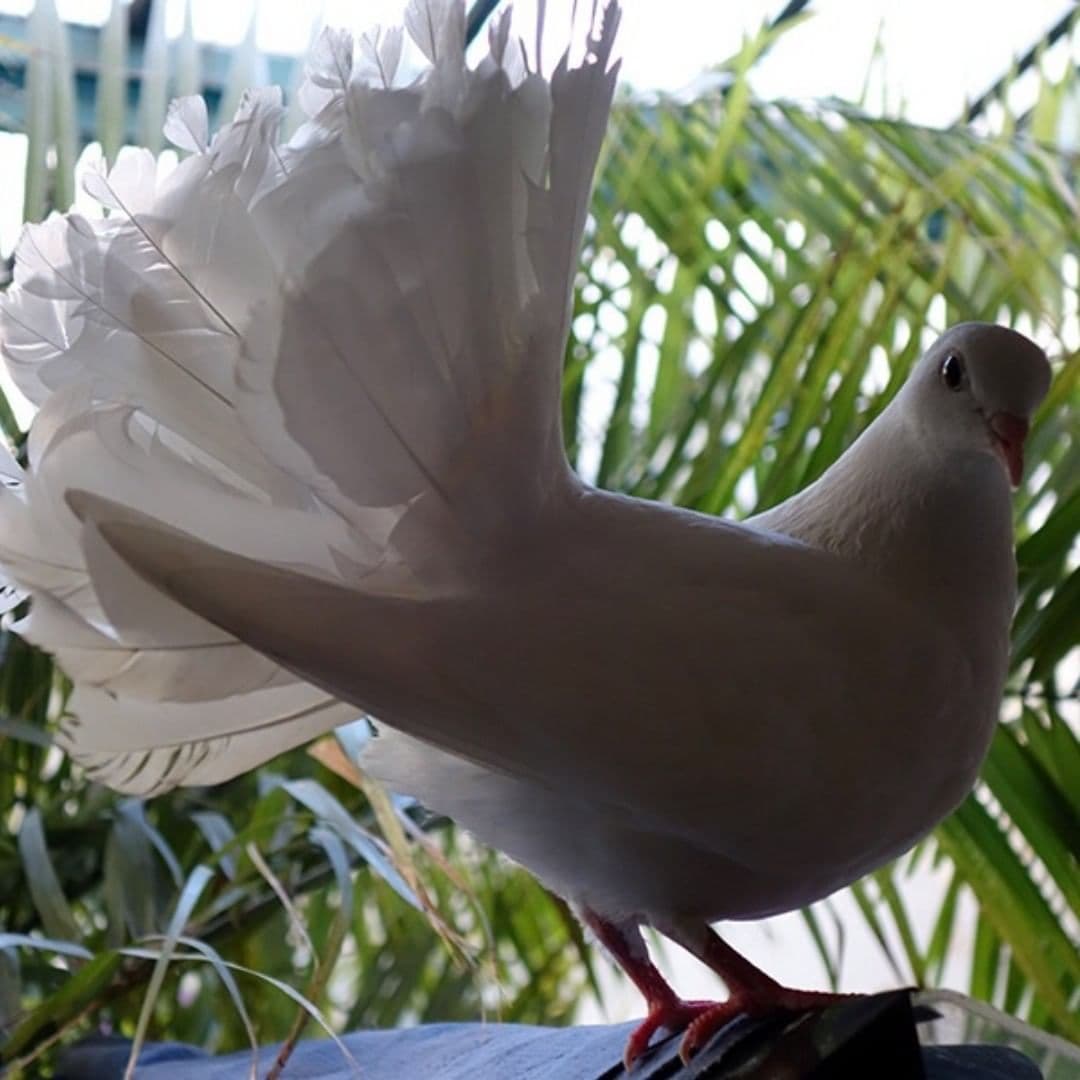 Какие бывают декоративные голуби, их особенности и происхождение