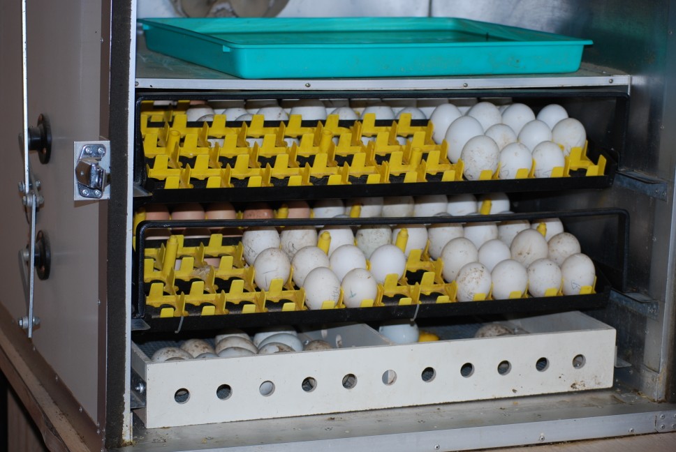 Рейтинг инкубаторов для яиц. Обзор моделей с автоматическим поворотом и регулировкой температуры
