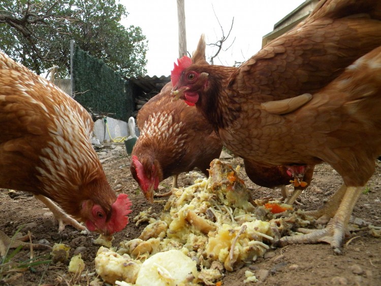 Нью-Гемпшир - мясо-яичная порода кур. Характеристики, разведение, особенности содержания и кормления