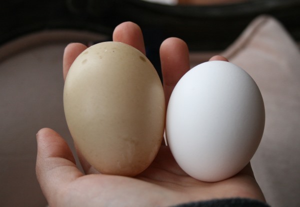 Как и сколько яиц можно подложить под индоутку