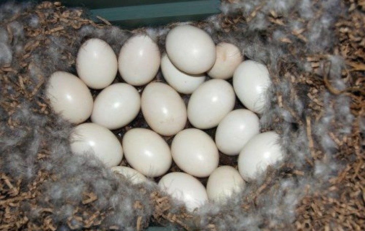 Как долго утки-наседки высиживают яйца?