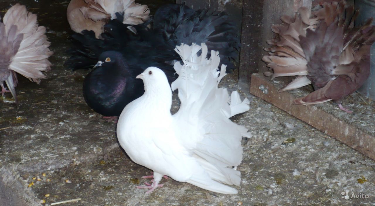 Разведение и уход за голубями породы Павлин