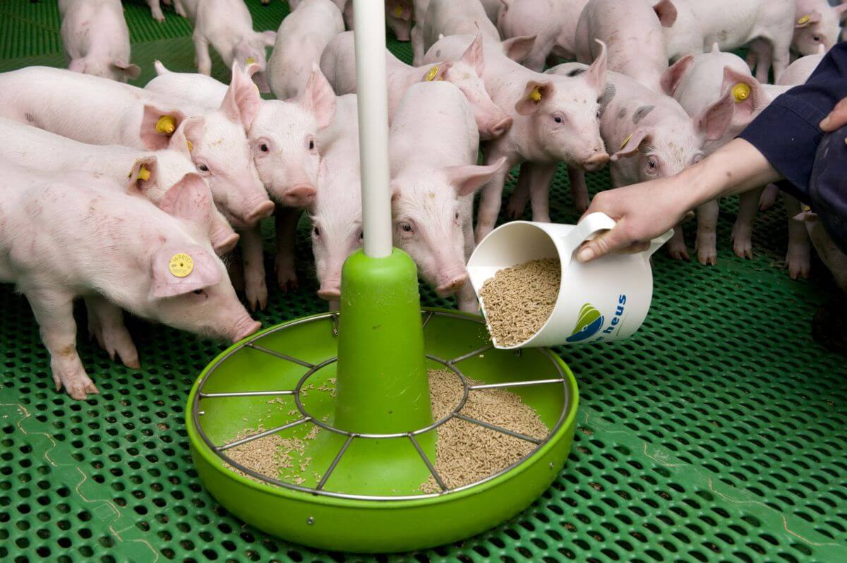 Можно ли куриный комбикорм давать свиньям?