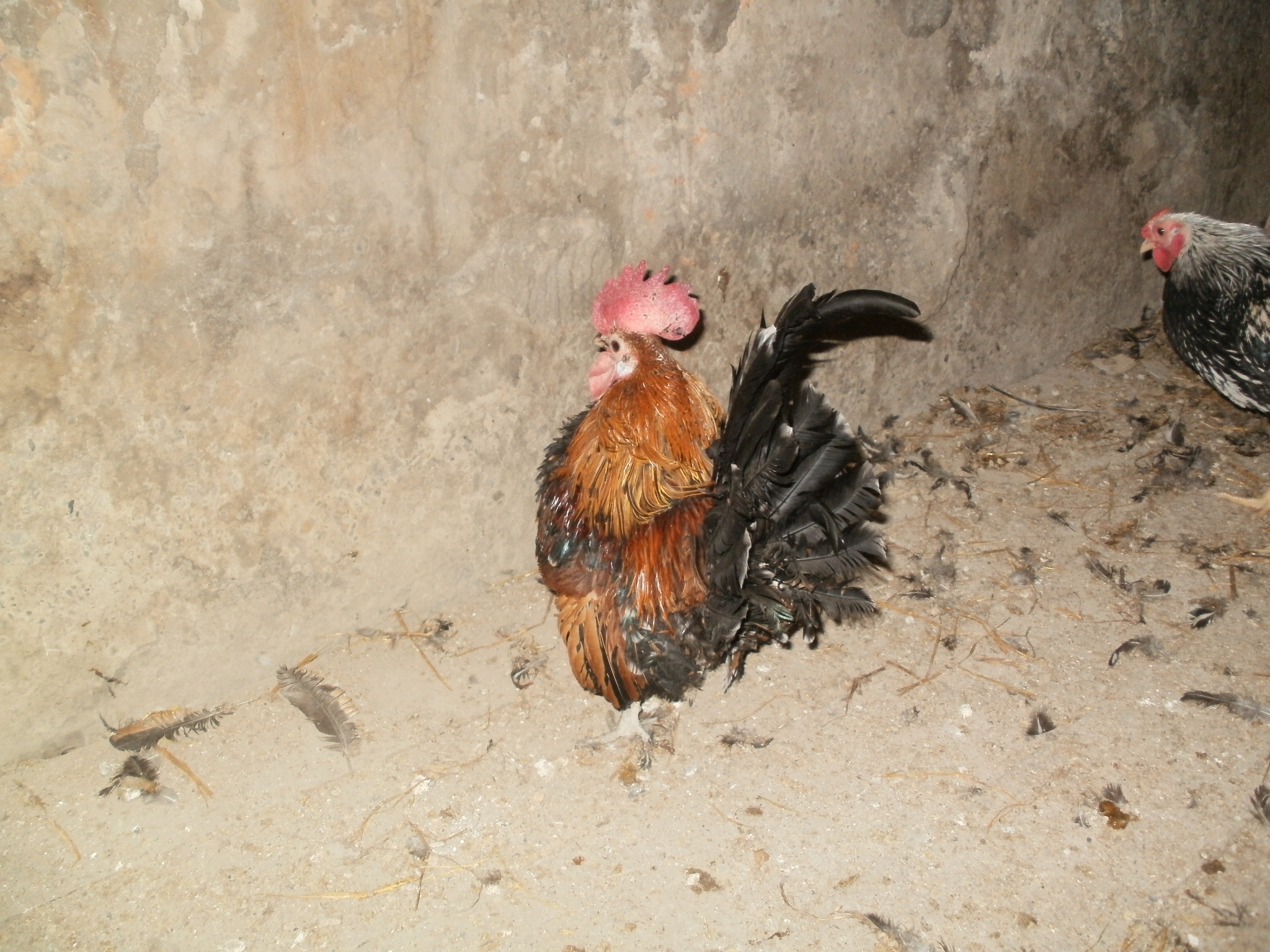 Египетская Файоуми порода кур – описание с фото и видео