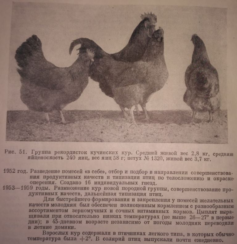 Ушанка - яичная порода кур. Характеристики, особенности выращивания, кормление, содержание