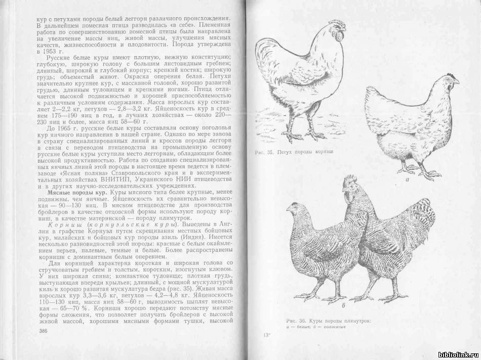 Московская белая - мясо-яичная порода кур. Описание, характеристика, нюансы разведения, ухода и кормления, инкубация