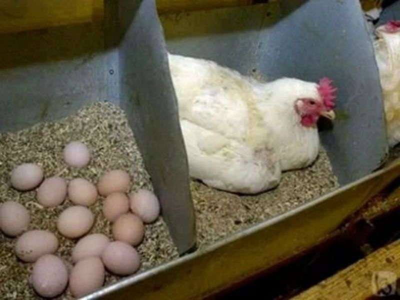 Как содержать кур правильно и получать много яиц