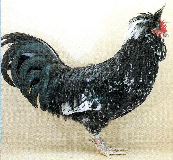 Королевская порода кур – описание с фото и видео из Китая