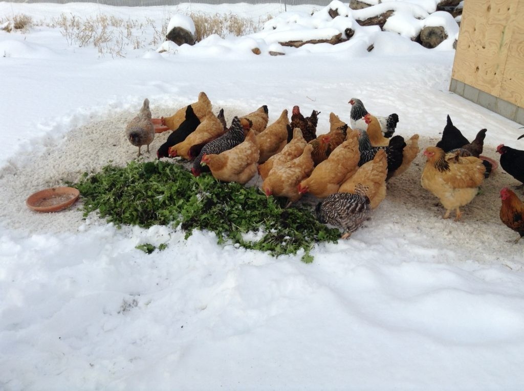 Белковые корма для кур во время линьки и для зимы