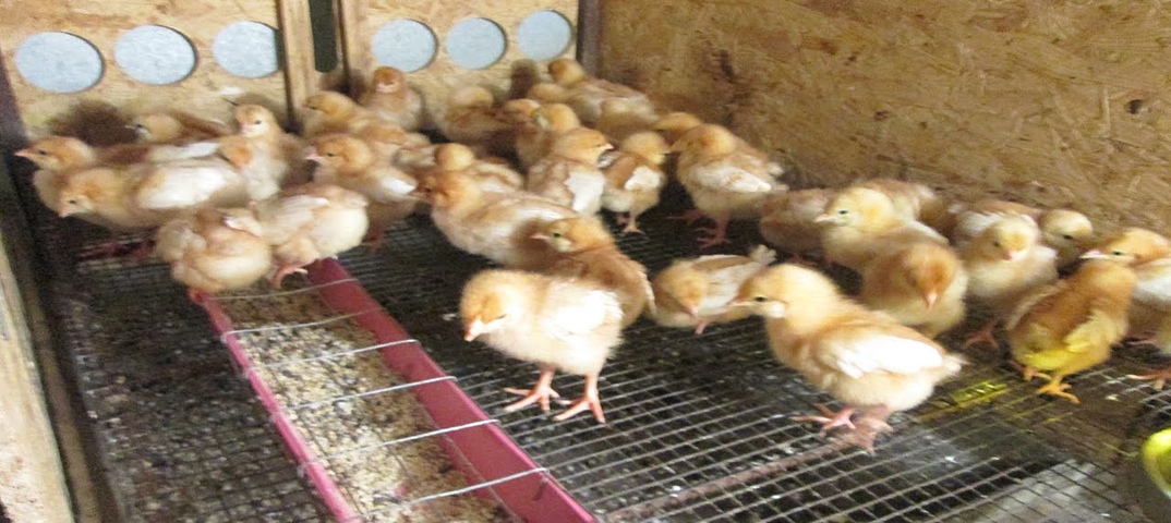 Уход за цыплятами с первых дней жизни и кормление