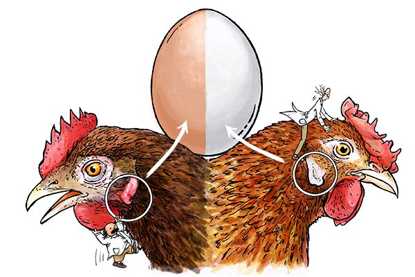 Спаривание курицы и петуха: как происходит и зачем самец топчет самку? Строение половых органов и процесс оплодотворения